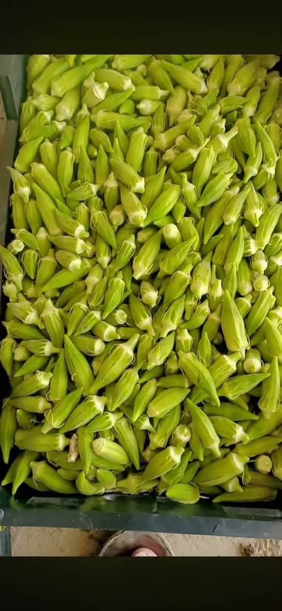 السلام عليكم باميه بترء حوي جديد كل يوم بيومه سعر الكيلوو 3000دينار مع التوصيل الباب البيت للحجز ع  رقم واتساب ***********
