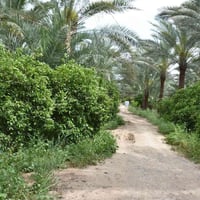الراشدية • ٢٧ دونم • ملك صرف