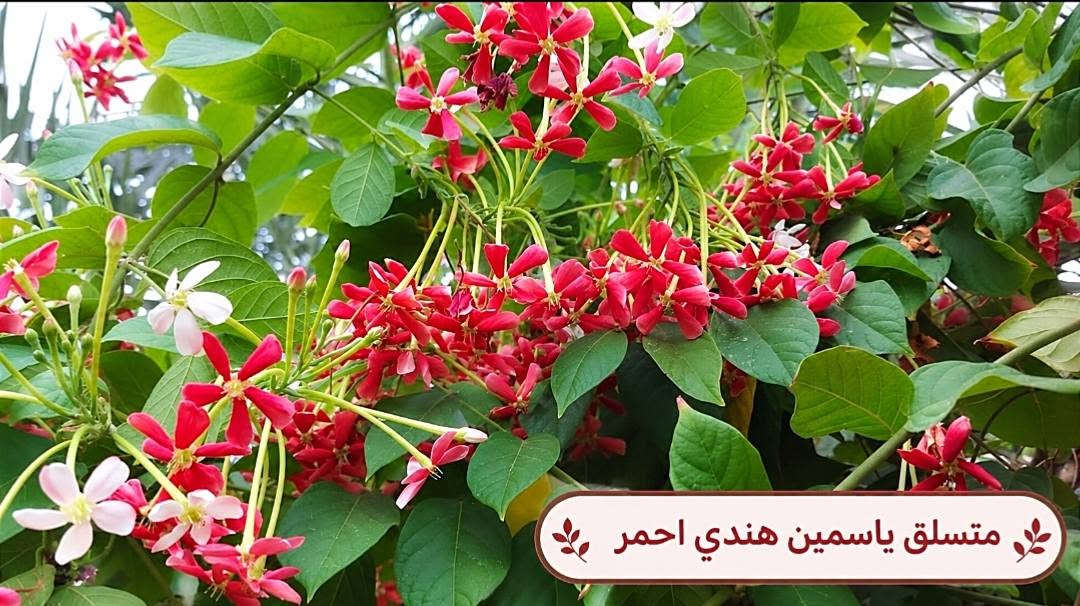 السلام عليكم متابعينا🤍.
🌿🌸 خلّوا الجمال يبدأ من حديقتكم 🌸🌿
إذا تحبون تضيفون لمسة مميزة لبيتكم أو حديقتكم، وفرنا لكم تشكيلة جميلة ومتنوعة من أشجار وشتلات الزينة 🌳🌱
أصناف مختلفة، ألوان جميلة، وأزهار تضيف للمكان حيوية وأناقة وتخليه أكثر جمالاً وتميزاً 💚
🌱 شتلات قوية وسليمة
🌸 تشكيلة متنوعة من أشجار الزينة
🌿 مناسبة للحدائق والبيوت والمساحات الخارجية
✨ اختيارات تناسب مختلف الأذواق
اختاروا النباتات اللي تحبوها، وخلّوا مساحتكم الخضراء أجمل يوم بعد يوم 💜
📍متوفر توصيل لجميع محافظات العراق🚗🚗
📍 للحجز والاستفسار مراسله الصفحه او مراسلتنا على واتساب من خلال الرقم: ***********

نص مكتوب في الصور:
- شجرة انتكوميا برتقالي محمر
- متسلق ياسمين هندي احمر
- شجرة بونسيانا حمراء
- شجرة اكاسيا حمراء
- متسلق ياسمين ازرق
- جاتروفا
- وردة القهوة
- بنفسجي
- نبات المطاط