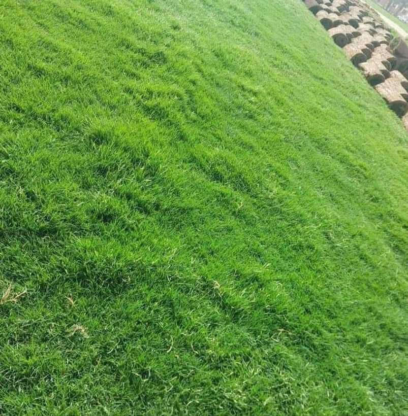 ثيل طبيعي • هندي أمريكي • فرنسي انكليزي