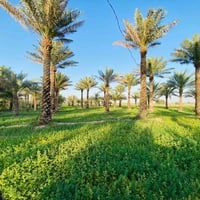 محتاج فلاح • ٨ دونم • الزنبرانيه