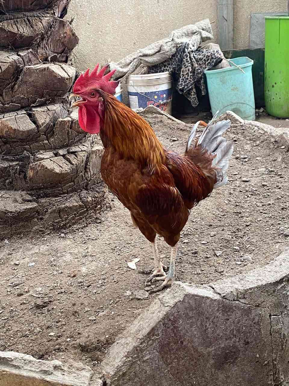 ديج ذهبي • بصرة قرنة • توصيل