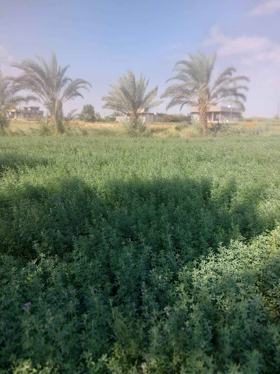 عندي هذني النخلات الي يريدهن ياخذهن بلاش بس يشلعن العدد ٥ المكان السجر ***********
