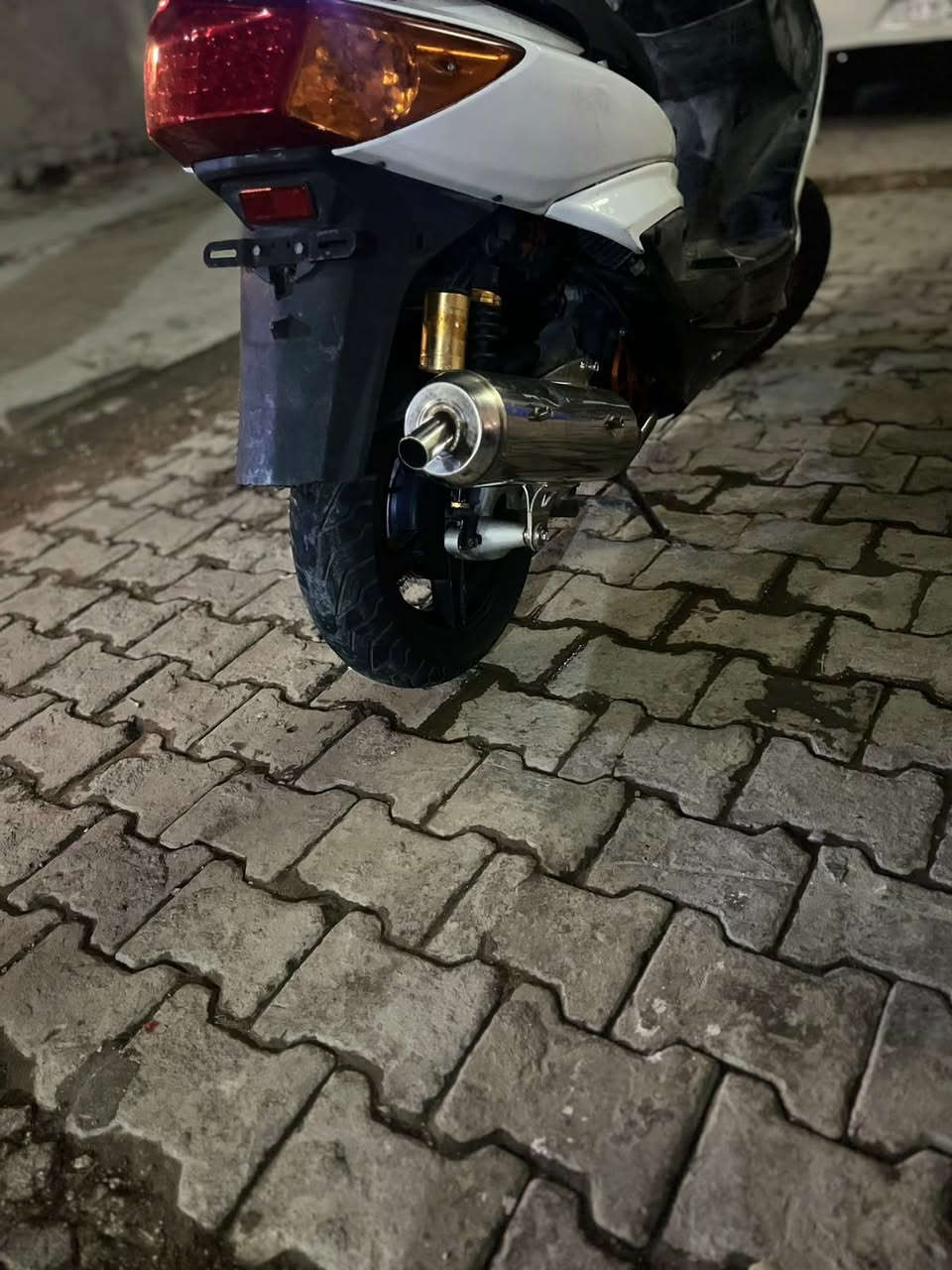 فحل • ويل نجمه • ذهبي