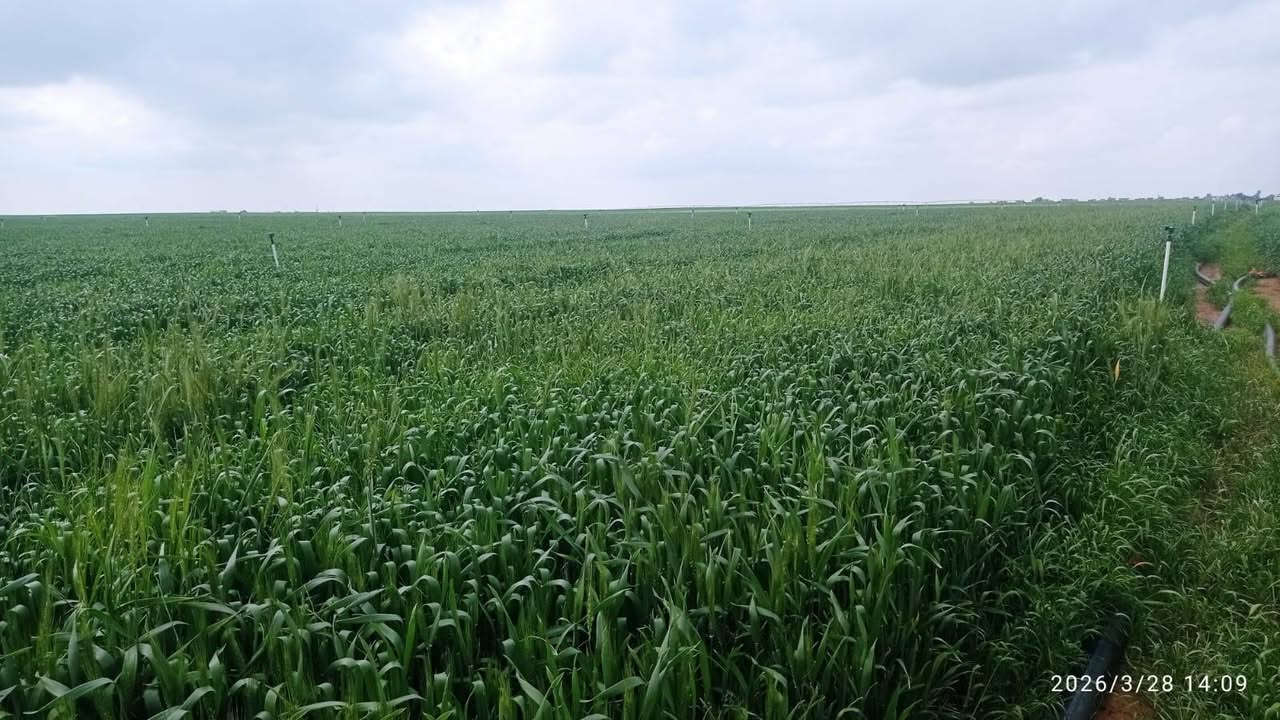 حنطة بنت الجيس • ايطالية • ١٥ طن