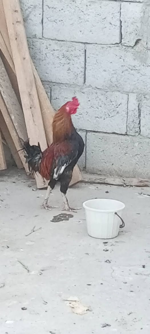 ديج عرب للبيع ابن سنه ب 15 الف /***********
