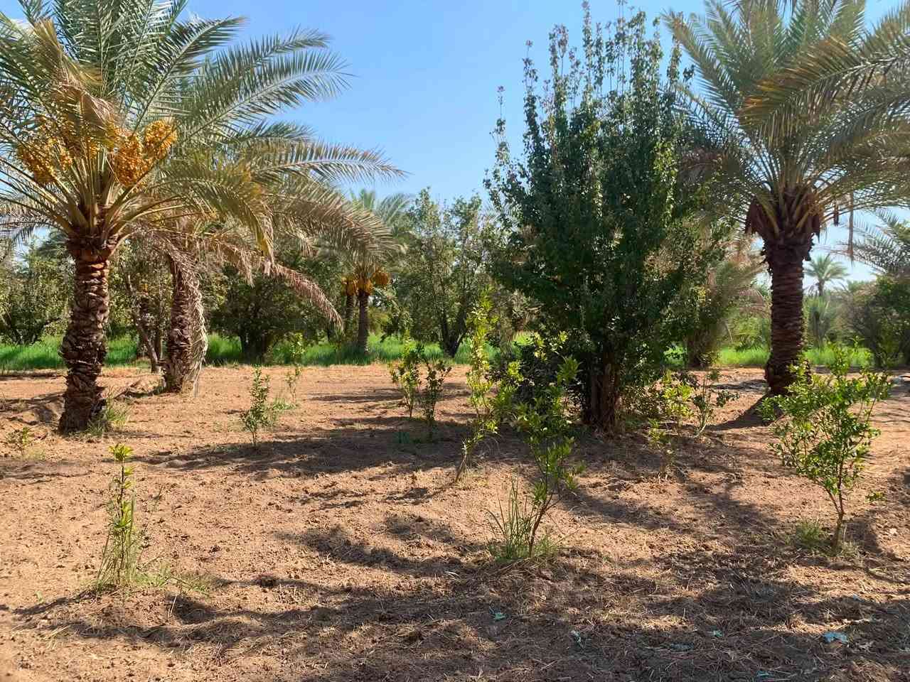 سلام عليكم اخوان دونم للبيع العنوان بغداد ناحية الراشدية قرب البحيرة 

متوفر فيه 
كهرباء 
ماء اساله 
ماء سقي 

يوجد فيه 
٢١ نخلة انواع التمور 
١٠ اشجار عرموط 
وهروش برتقال 
مثل ما واضح الدونم الواجهية مالته ٢٨ متر على شارعين 
ونزال ٩٠ متر 

للاستفسار ***********
