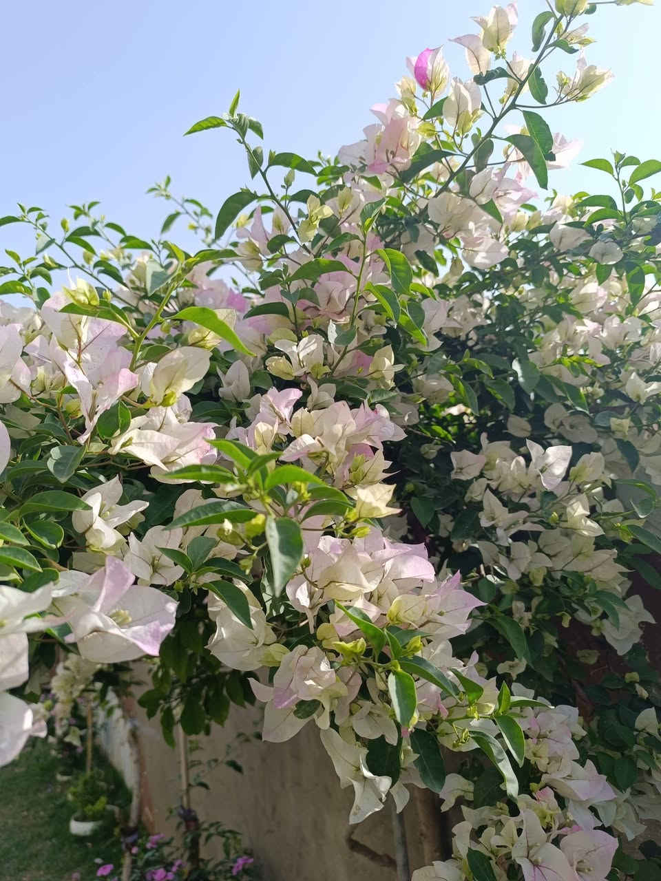 🌺 متوفر الآن جهنمي متسلق بألوان مميزة 🌺
📏 حجم الشتلة: متر وأكثر
💰 السعر: 5000 دينار فقط للشتلة
✨ شتلات قوية وصحية، مناسبة لتزيين الحدائق والأسوار وإضفاء لمسة جمالية رائعة.
📍 العنوان: حديثة – قرب جامع الرفاعي
📞 للاستفسار والطلب: ***********
