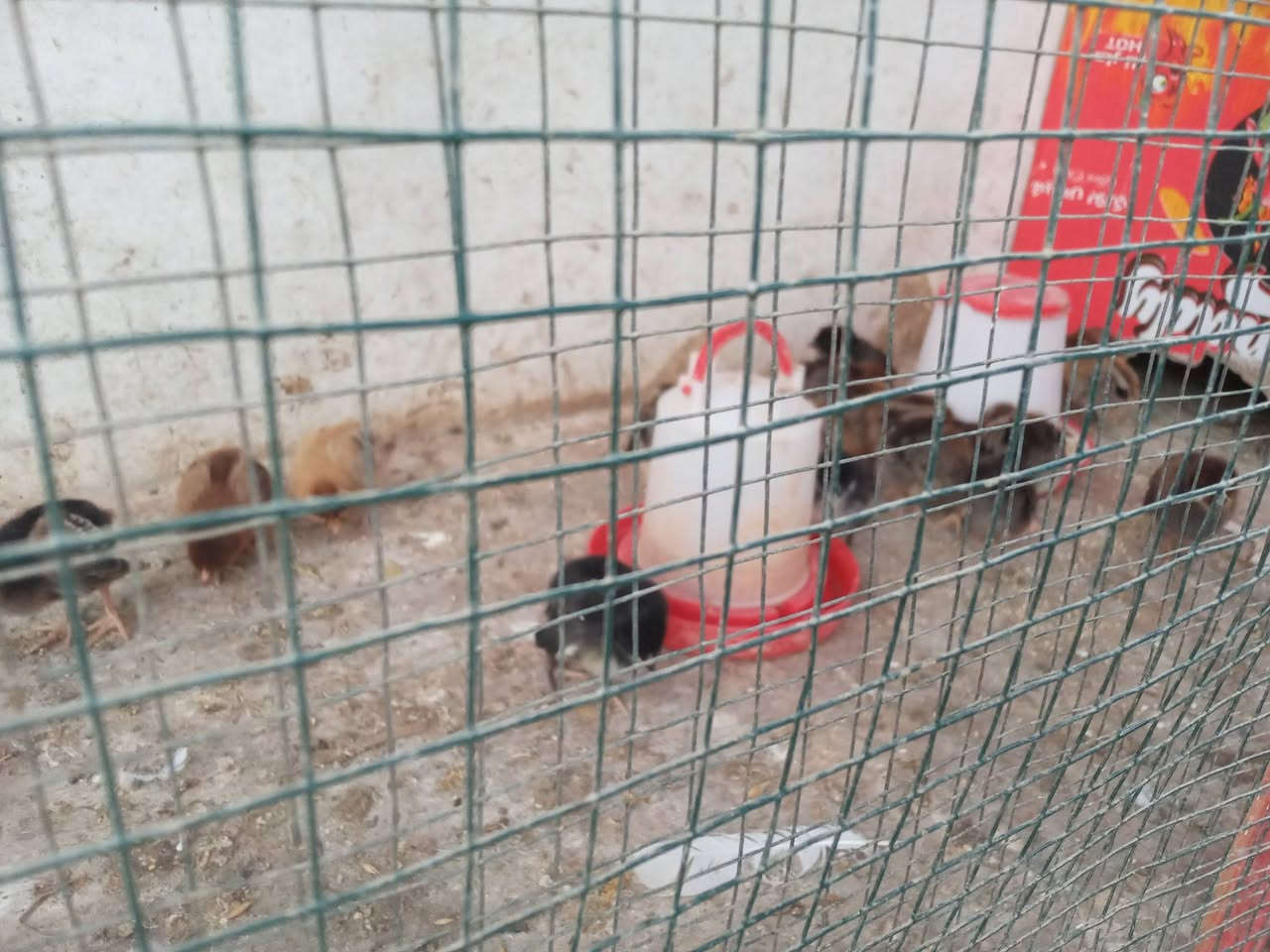 صوصي عرب • عمر أسبوع • عدد ٢١
