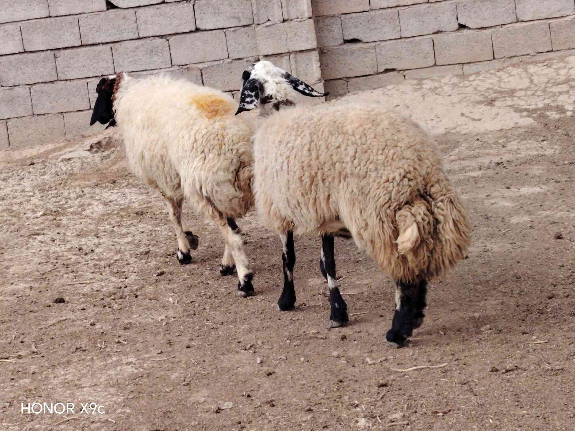 هونر X9c • موبايل • للبيع