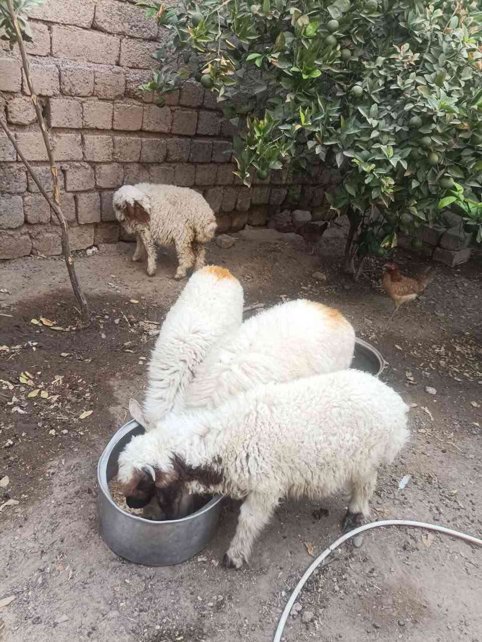 طليان عدد ٤ أبيع شلع مكان بيجي ***********
