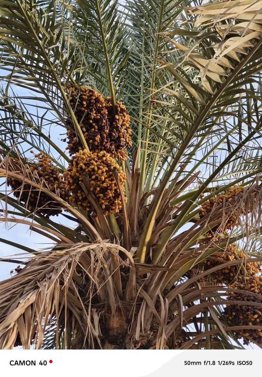 سلام عليكم اخوان يوجد نخلتين تمر خسته للبيع
المكان الرمانه البوحردان 
هـ ***********

نص مكتوب في الصور:
- CAMON 40 35mm f/1.8 1/230s ISO50
- CAMON 40 35mm f/1.8 1/433s ISO50
- CAMON 40 35mm f/1.8 1/358s ISO50
- CAMON 40 50mm f/1.8 1/269s ISO50