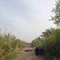 شارع السفينة • دونم • ٣٠ نخلة