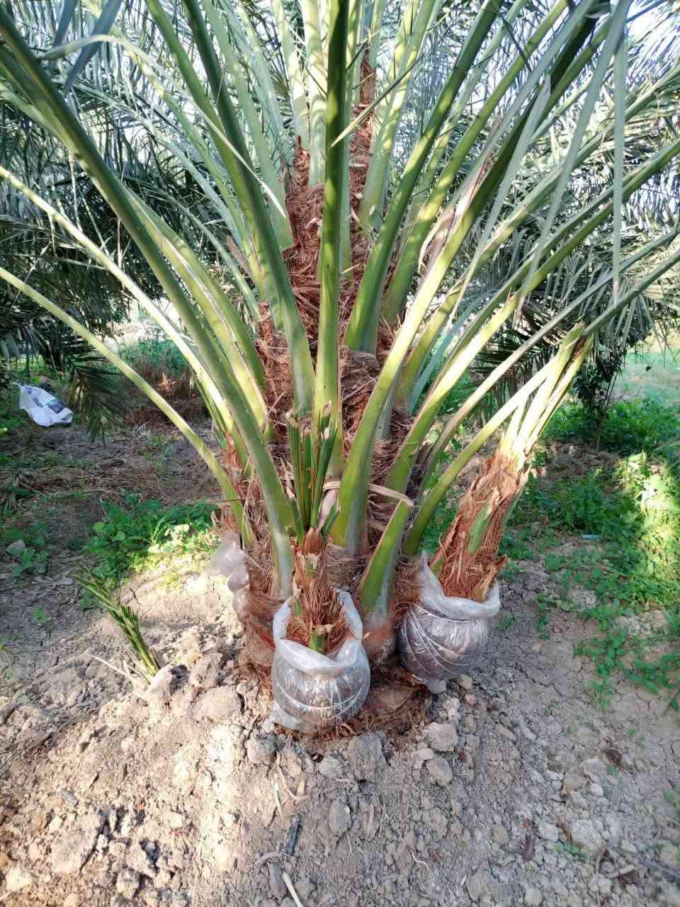 🌴🌟 تتوفر لدينا كافة أنواع الفسائل بأصناف مميزة ومضمونة 🌟🌴

الأنواع المتوفرة:
✅ برحي 🌱 خستاوي 🌱 بريم 🌱 عمران 🌱 تبرزل 🌱 مكتوم 🌱 جمالي 🌱 اشرصي 🌱 بربن 🌱 حمراوي 🌱 شكر 🌱 شوثي أصفر ✅
جبجاب  بلكه حمرت الجبل اصابع العروس عويدي ديري 
مجهول خضراوي عوينت ايوب جمال الدين 
🔶 جميع أنواع الفسائل مقدمة بأمانة الله ورسوله، خاصة من مزارعنا.
🔶 متوفرة بأحجام متعددة حسب الطلب، وتشمل الفسائل للأمهات والذكور.

🚚 توصيل لجميع محافظات العراق للطلبات 10 نخلات فما فوق.

☎️ لمعرفة الأسعار أو الاستفسار، يرجى مراسلتنا من الزر اسفل المنشور او على الارقام:

📲 واتساب
📲 ***********
📲 ***********
***********

💼 جاهزون لتجهيز دوائر الدولة، المشاتل، والمزارع الخاصة والعامة.
✨ فضلاً، ندعوكم لدعم صفحتنا عبر المتابعة والمشاركة، وتحية حب وتقدير لكم 🌹🌹
