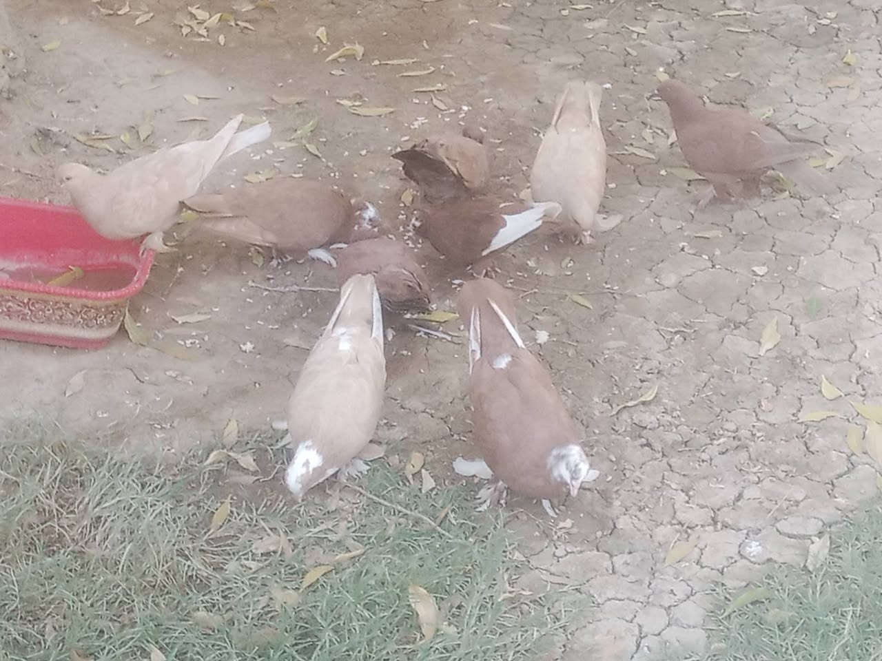 طيور احمر و اصفر
زوج قفل 15

***********
