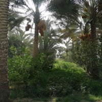 كربلاء الحسينية • دونمين • مشجرة نخيل وفواكه