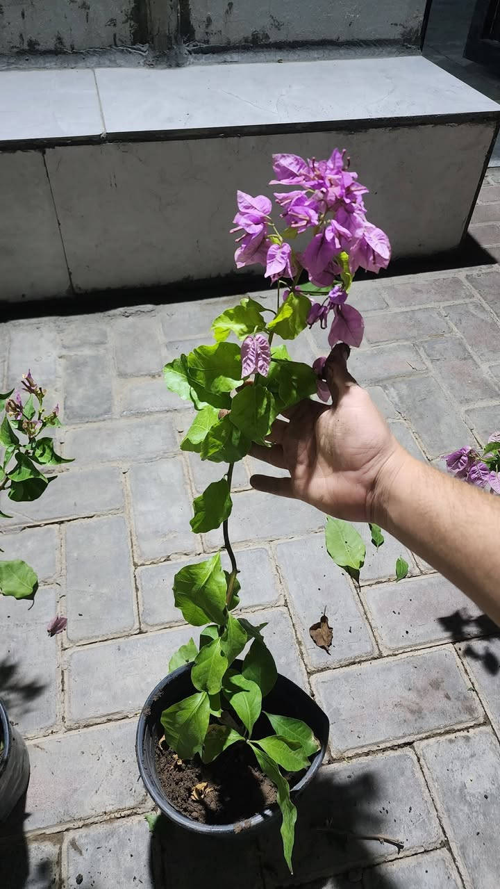 نباتات زينة • جور كردي • جور هولندي