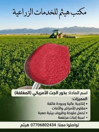 بذور جت الأمريكي • نسبة إنبات ممتازة • محلات هيثم