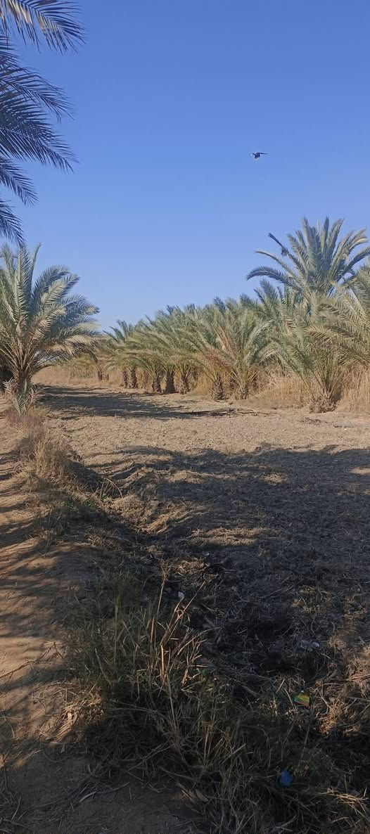 السلام عليكم ارض زراعيه دونم ونص مع ثلاث بيوت بناء سقف سندويش في كربلاء طويريج نزله العيوج تبعد عن شارع لعام ١٠متر  لخدمات متوفره ماه سقي وماه اساله كهرباء ومولد ذهبي للاستفسار اكثر ‏‪***********‬‏
