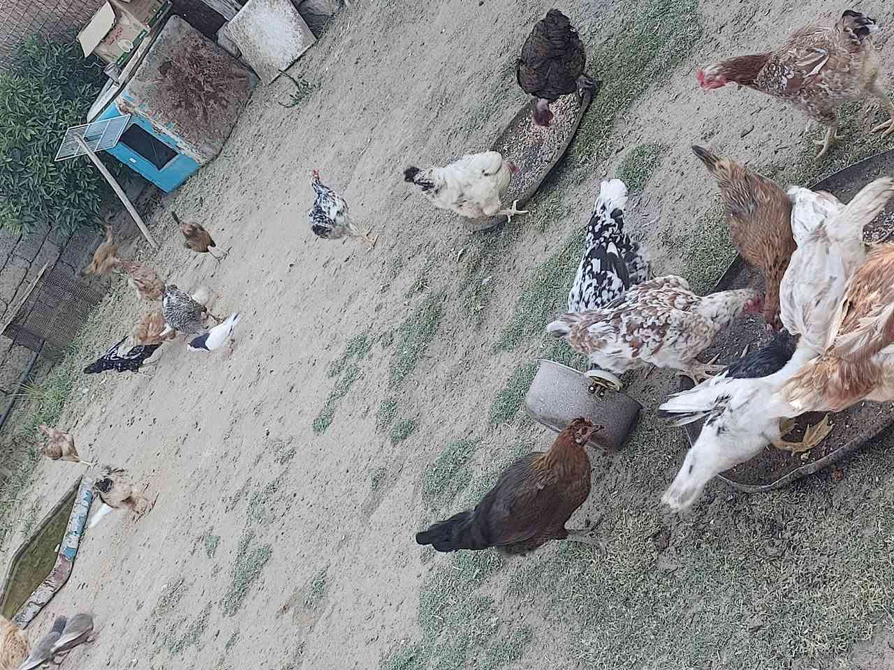 السلام عليكم متاح  30دجاجه عرب 10ابو ركيبه الشراي يجي خاص ***********
مكان بيجي قريه المزرعة
