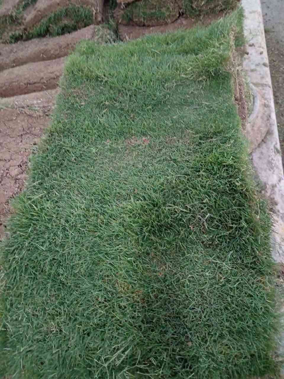 السلام عليكم 🩵

موفر ثيل هندي في مشتل ابوبكر  🌿
-ثيل هندي طبيعي درجة اولى الخضار 100‎%‎

سعر القطعة 2.000 دينار 

كل قطعتين متر مربع سعر 4.000 دينار 

#ملاحضة_الكمية_محدودة 

مشتل ابوبكر  🪴🪴:الانبار القائم حصيبة شارع الشورجة سوق الاطباء الثاني مقابل سنتر القائم مجاور دكتورة فرح فاضل 
***********
