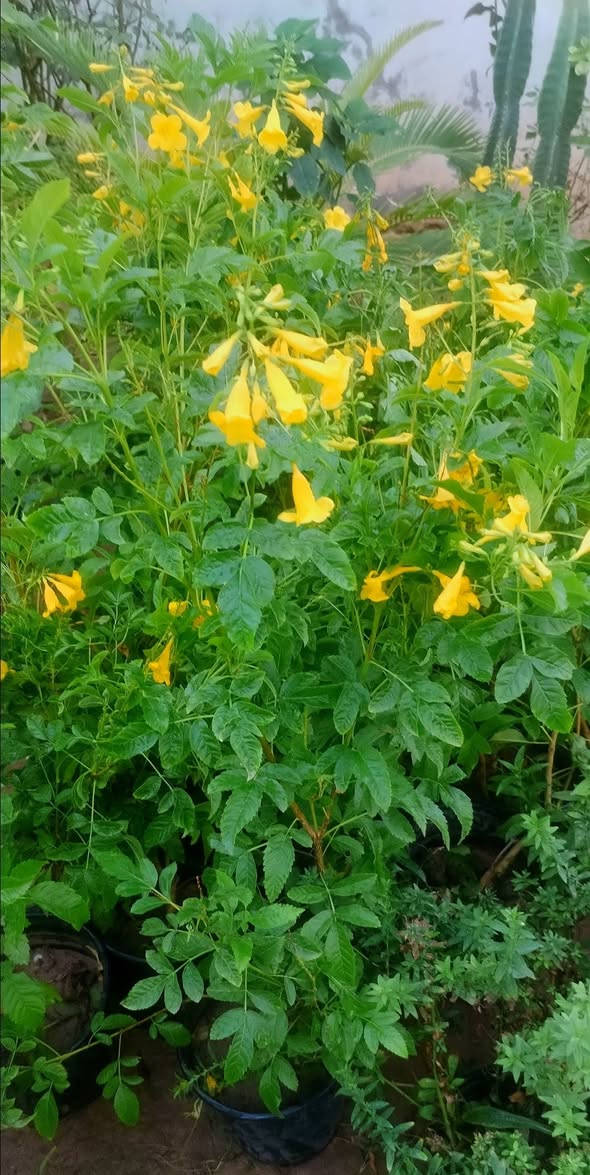 مساء الورد علة كل محبي الورد🌺🌺 
حبايب ليوم جبتلكم نباتات خارجية تستاهل حدايقكم،💮🌹💐 
شوفولي انواعها والوانها بالصور💮🌹💐🌺 
 واكو فديو باخر الصور يوضح الأنواع أكثر🍓🥀🍃 
وطبعا وياهم وجبة ناز ناز الوان حجم كبير ابو الألفين باجر الصبح انزللكم صورهم من يفتح🌷🌷💐💐 
راح انزل الصور وية الأسعار أسفل كل صورة🎈🎈 
اللي يحب يحجز يراسلنا خاص او واتساب على الرقم *********** ويدلل🏵️🌺🥀🌷 
عنواننا خانقين بختياري الثانيا نهاية شارع العصائب واسواق صالح حمود وعدنا توصيل داخل خانقين وجلولاء والسعدية راسلونا وتدللون 🚕🚕🚕
