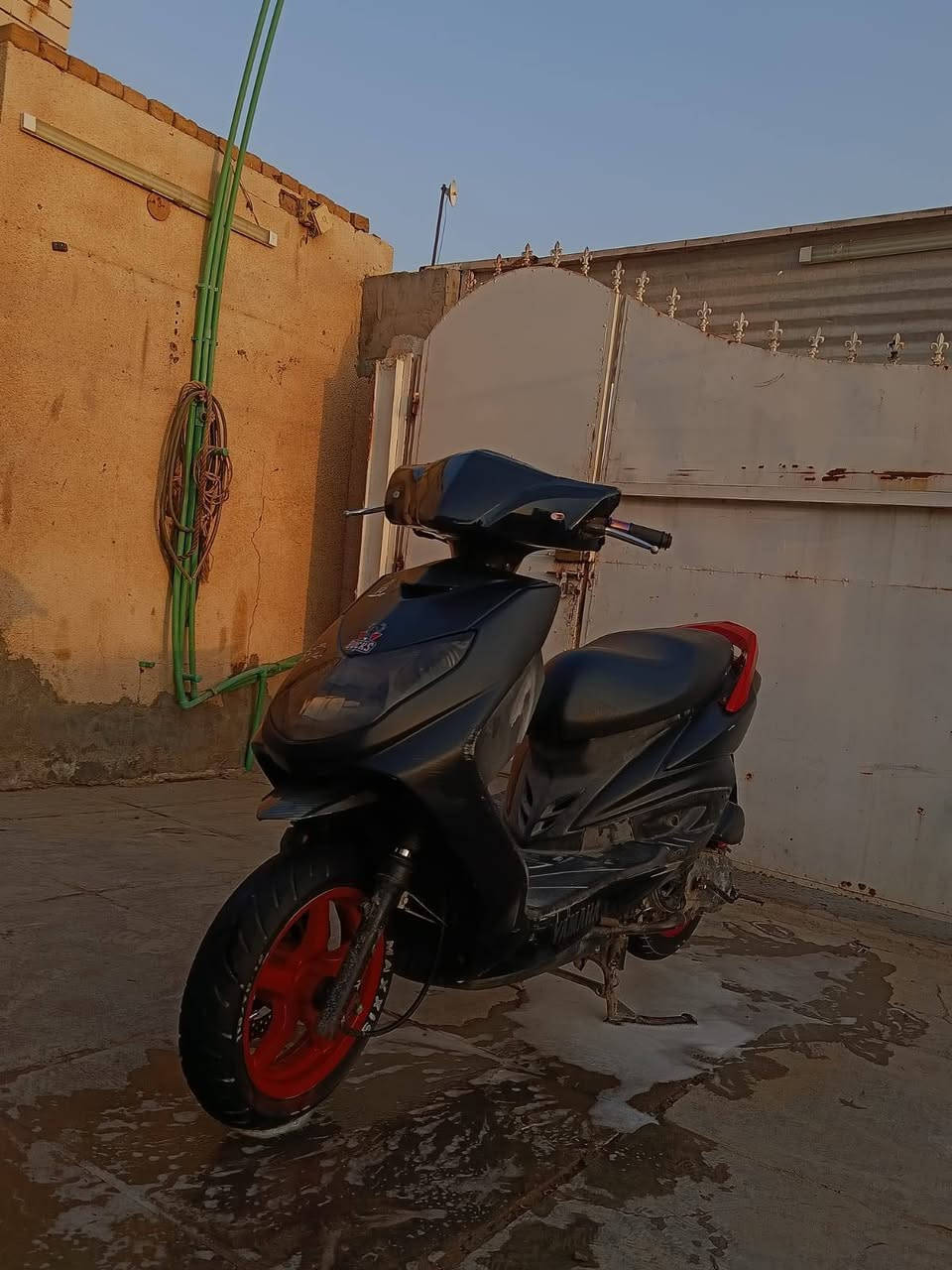 سكنس فحل • مامفتوحة • ختم واحد