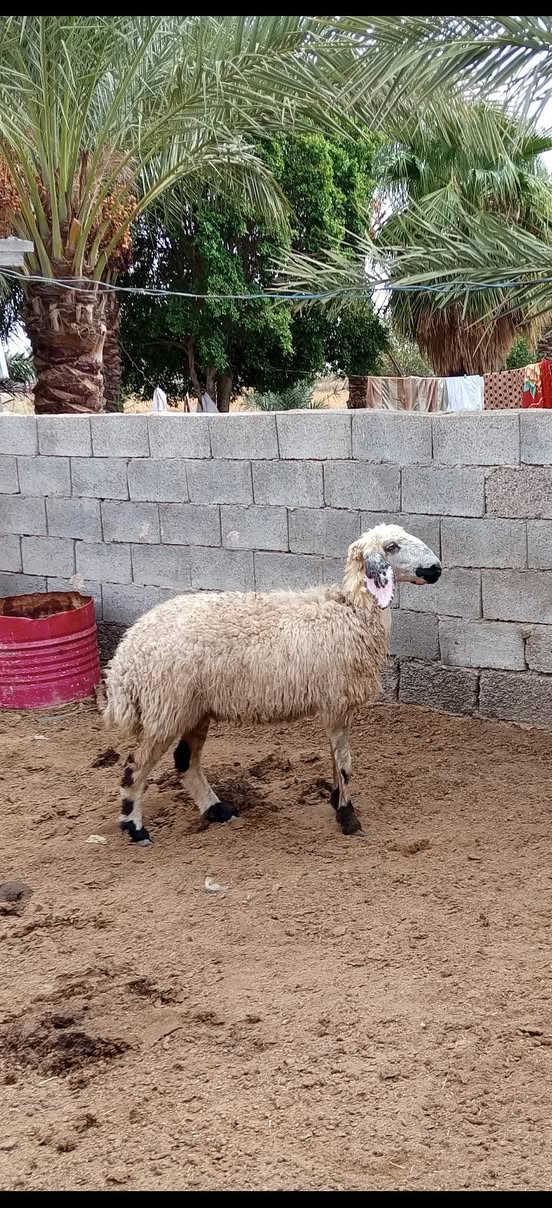 بسم الله ما شاء الله متاح حلال للبيع العدد 3حلال درجه اولى وراجين على اربع سنون وين جنايه للدوره اصايل حلال خير من الله مكانه بغداد المشاهده غرب التاجي السعر خاص توصيل ما عندي. *********** //
