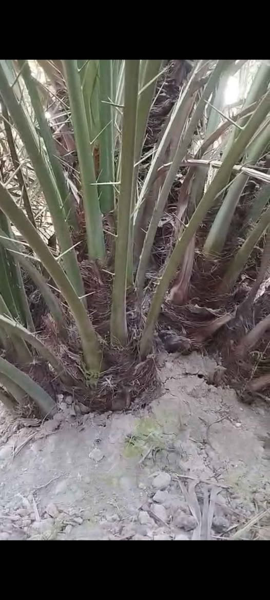 البصرة ابو الخصيب.*********** البصرة, العراق
