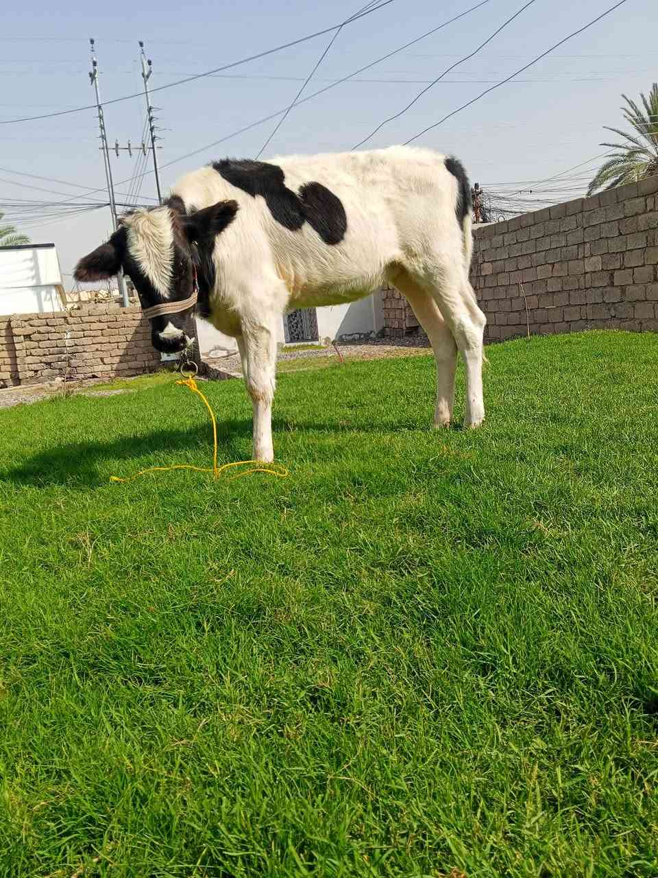 جوز حوليات • جنس اصليات • شرقاط قريه شكرا