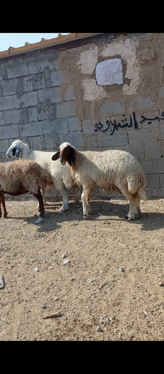بسم الله ما شاء الله متاح للبيع  العدد 4 حلال درجه اولى كله على اول بطن وثاني بطن وين اللي يدور درجه اولى عشر فوق الثلاث اشهر خير من الله وين الجنه  عمي حلال خير من الله مكانه بغداد المشاهده قرب التاجي السعر خاص وين الجنه  عمي اللي تدور اصايل وحلوه (‪***********
