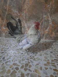 ديك اسباني • للبيع