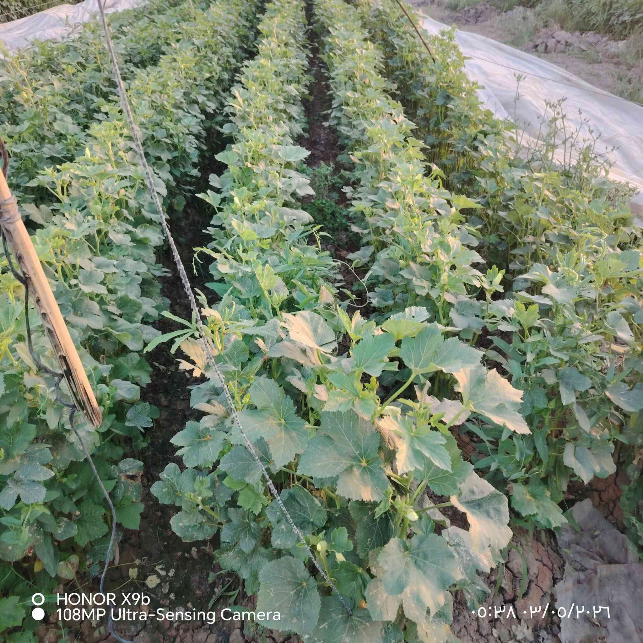بذور بانية • نوعية سلطانة • هونر X9b