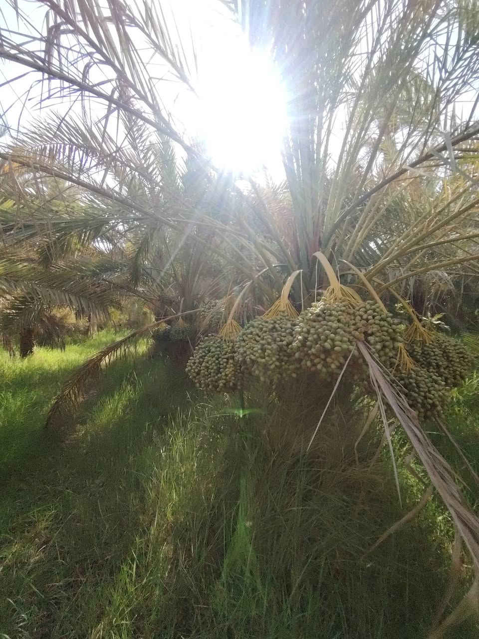 مزرعه للبيع 8 دونم طابو سند 25 الموقع نجف  مناذره على نهر ابو جذوع تحتوي على اكثر من 400 نخله و اشجار تين رمان للتواصل ***********

