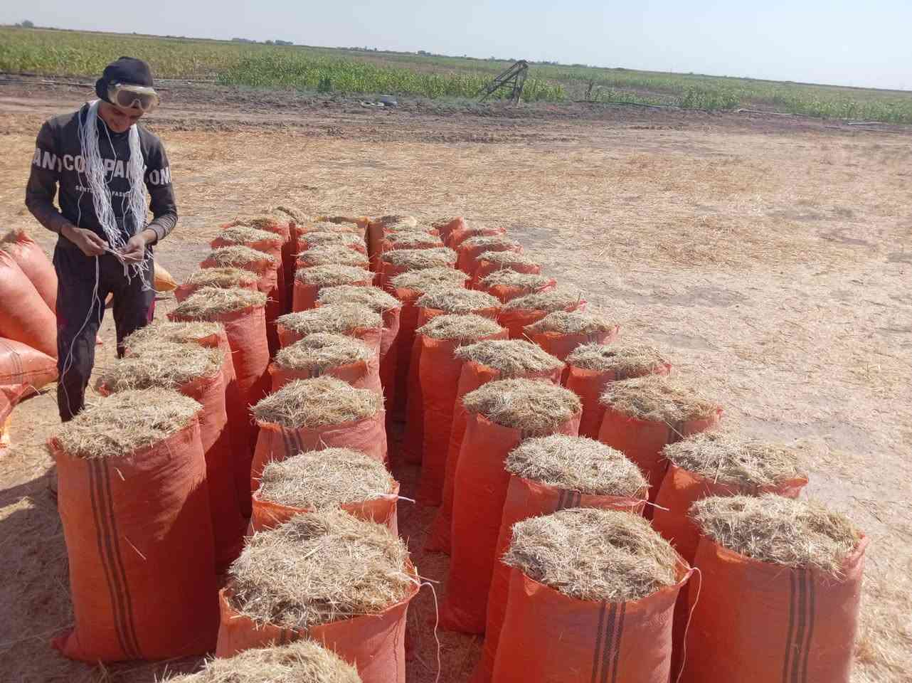 السلام عليكم تبن ترس فول درجه اولى راسكم            أبو60 الزوج ب 2500 مطروح بالمكان التواصل عندنا خدمه توصيل باجره كل المحافظات على الهاتف ***********  /***********ويوجد خدمة توصيل أجرة بغداد وديالى
