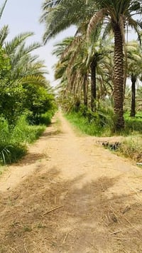 على بركة الله 🌿 بستان ١٦ دونم للبيع 🌿  يحتوي على نخيل 🌴 وحمضيات بنواعه...