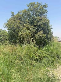 نص دونم • طابو ملك صرف • واجهة ٢٠م