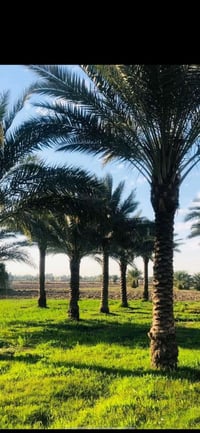 ابو غریب بغداد • ٤ دونم • سند ٢٥