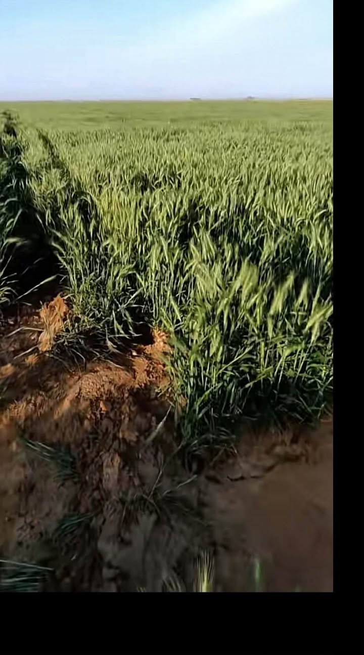 السلام عليكم 
ارض زراعيه للايجار المساحه 30 دونم الحمزة الغربي منطقه الخمسيه يتوفر ماء صيفي شتوي 
***********
