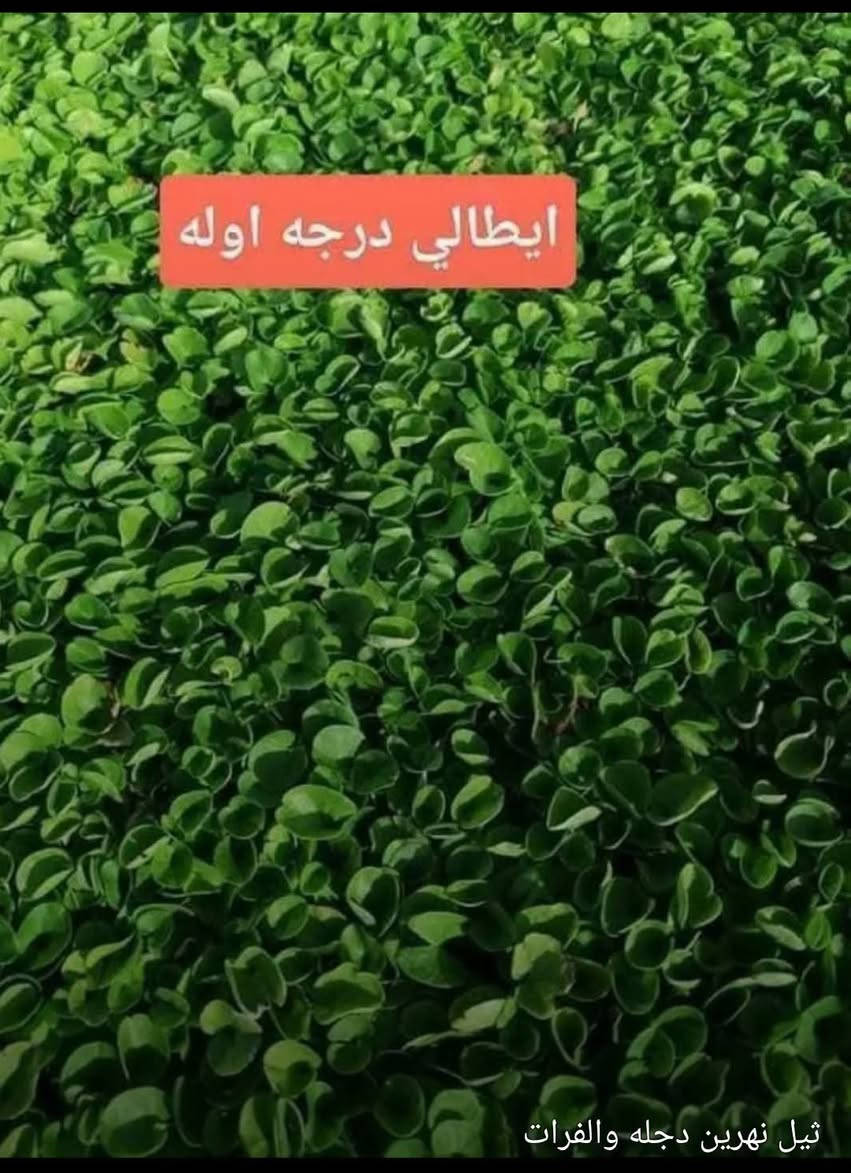 #تخفيضات #تخفيضات (لفترة محدودة) والتوصيل مجاني

☘ثيل طبيعي نوعية ممتازة (هندي درجة اولى)🍀

🌳مناسب للاستخدام في ( المنازل🌳_ الحدائق🌳_ الملاعب🌳_ الدوائر🌿_المشاريع الاستثمارية ) 
 
متوفر لدينا كافة انواع الثيل الطبيعي💚

قدره تجهيز كميات كبيرة للمشاتل والملاعب
#نوعية ممتازة 
#هندي وجميع الانواع الاخرى
وبأسعار تنافسية 
لدينا كادر متخصص في زراعة الثيل بطريقة صحيحة وناجحة يجيك لباب بيتك

للطلب يرجى مراسله الصفحه او الاتصال على

***********اتصال او واتساب
