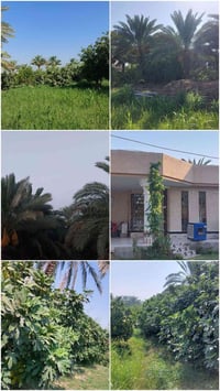 ورحمه الله وبركاته للبيع ارض زراعيه بستان طابو سند تحويل مباشر سند ٢٥ ...