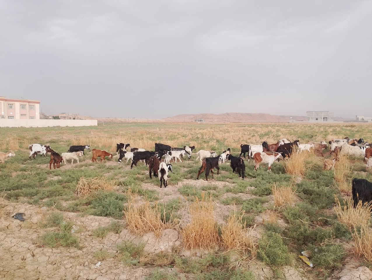 معز • للبيع • قريه العيثه