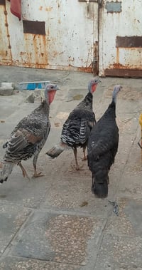 فسيفسات • ٣ نثايه • فحل