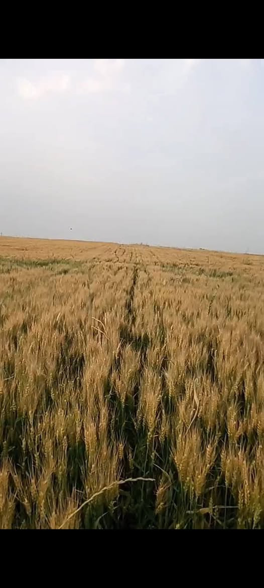 على بركت الله مكتب الرحمان للتجهيزات الزراعيه يتوفر كميات مفتوحه من الحنطه البذور والصناف 
(عربيه جيل اول)(وفيه جيل اول)(ثريه الماني جيل اول)(
واصل جميع محافضات 
للستفسار اتصل على (***********)

نص مكتوب في الصور:
- منشور عقاب العبيدي