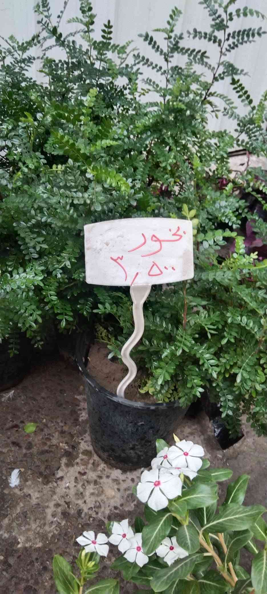 نباتات خارجية • حي العدل • الأسواق المركزية