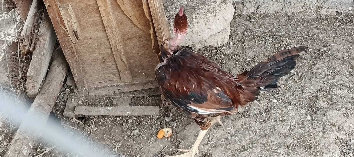 ديوكه عرب • شرط نصاحه • خوش حلال