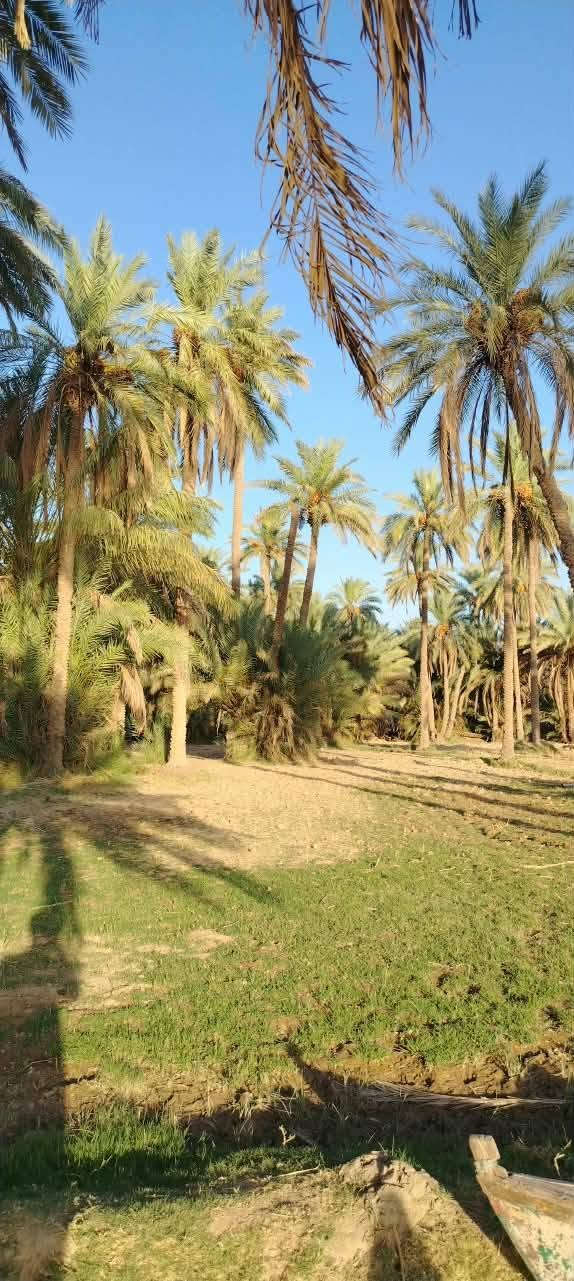 أرض زراعية للبيع طابوا زراعي ١٥ دونم
تقع على نهر الفرات شط الكوفة تبعد عن الكوفة حولي ٥كيلوا 
تحتوي على ٢٠٠ نخلة متنوعة وثلاث بيوت صب كونكريت جاهزات للسكن واستقبال ١١في ٥ توجد مدارس ابتدائية:و متوسطة ومستوصف  للتواصل لاتصال على هذا الرقم ***********
