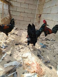 ديوكت • عرب • درجة أولى