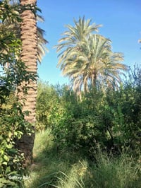 علوان الحديد • بستان ٢٠٠٠م • ١٥ نخلة