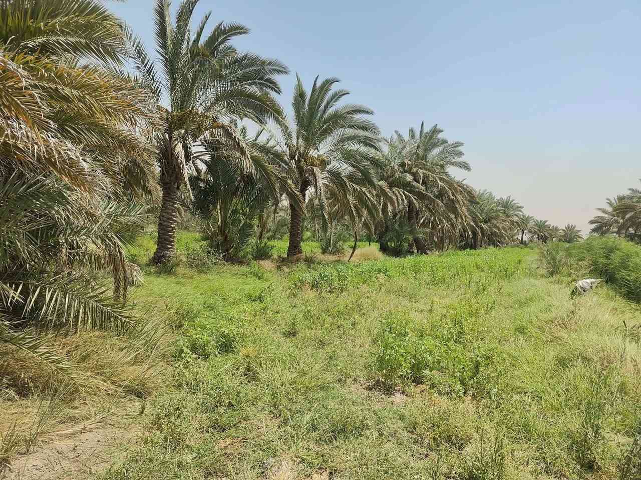 بستان للبيع  5 دوانم
📍 بابل – ناحية الشوملي
قريب من الخط السريع بغداد – البصرة (3 كم فقط) 
  1 كيلوا عن الشارع التبليط  والطريق مفروش سبيس.
✅ طابو سند 25 زراعي.
✅ مزروع بأفضل أنواع النخيل.
✅ ماي متوفر صيف وشتاء.
✅ كهرباء 3 فيز.
✅ بيه بيت بلوك جاهز (غرفتين، مطبخ، ديوان، حمام وصحيات)، يعني تجي وتسكن مباشرة.
💰 سعر الدونم 50 مليون، وبها مجال للشراي.
❌ نعتذر عن المراوس أو بيع جزء من الأرض، البيع كامل 5 دوانم فقط.
ملاحظه/ايضا تتوفر ارض مساحه كبيره بالقرب من 5 دوانم تابعه نفس البائع
📞 للاستفسار والاتصال أو واتساب:
***********

